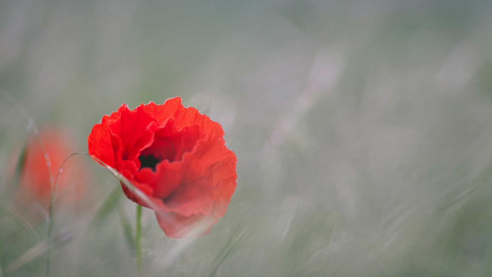 No Drop-in on November 11